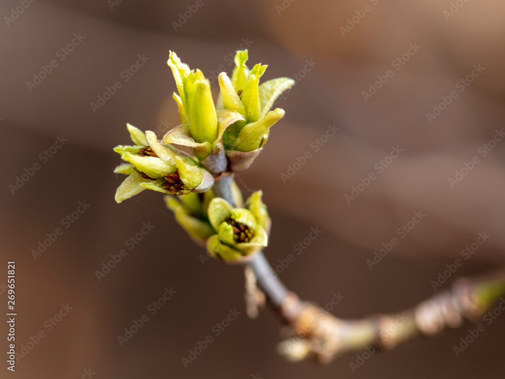 Opened bud on a tree branch Opened bud on a tree branch