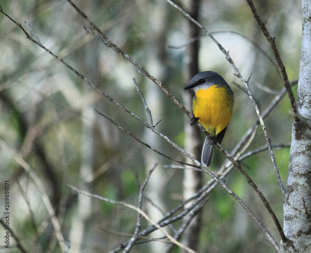 Eastern Yellow Robin on Tree branch Eastern Yellow Robin on Tree branch