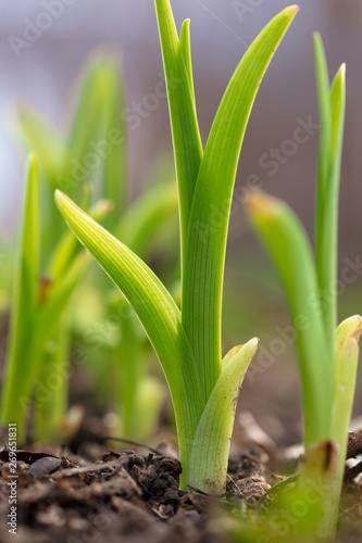 Grassy plant wakes up in spring from the ground