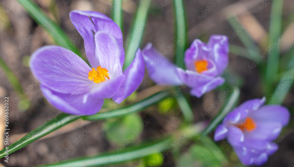 Purple snowdrops flowers grow in the ground in nature Purple snowdrops flowers grow in the ground in nature