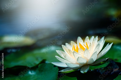 Beautiful  Thai Lotus that have been appreciated with dark blue water surface