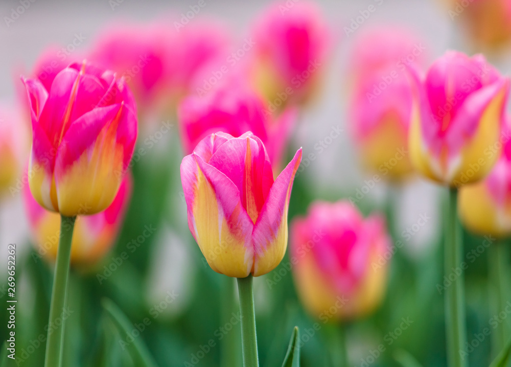 Decorative roses grow in the soil in nature