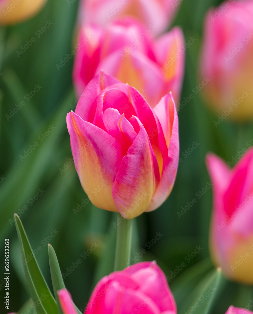 Decorative roses grow in the soil in nature Decorative roses grow in the soil in nature