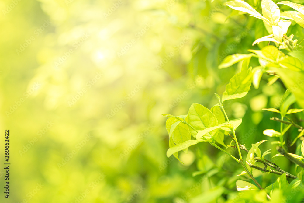 Closeup nature view of green leaf on bturred greenery Closeup nature view of green leaf on bturred greenery