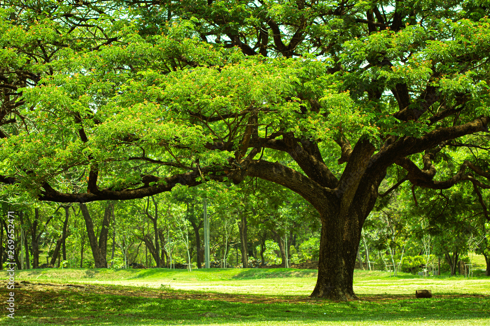 A large tree that has many branches that are green and shady and cool