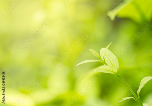 Closeup nature view of green leaf on bturred greenery 