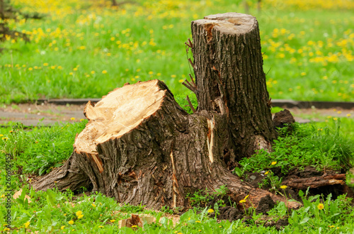 Stump from tree in park in spring