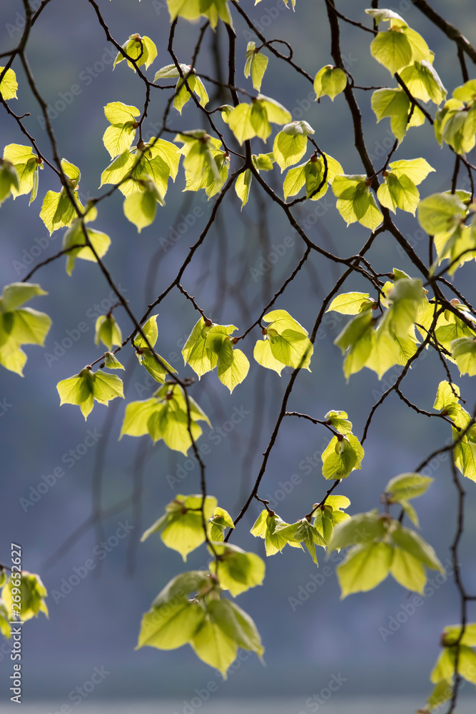 Beautiful Hanging Branches and leaves over Lake Shore Beautiful Hanging Branches and leaves over Lake Shore