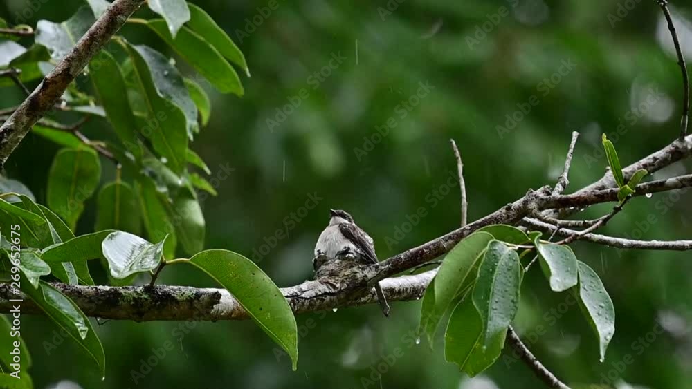 Mother bird feeding her newborn baby in nest (close up) Mother bird feeding her newborn baby in nest (close up)