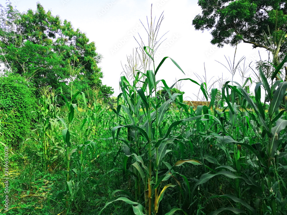 The picture of corn tree The picture of corn tree