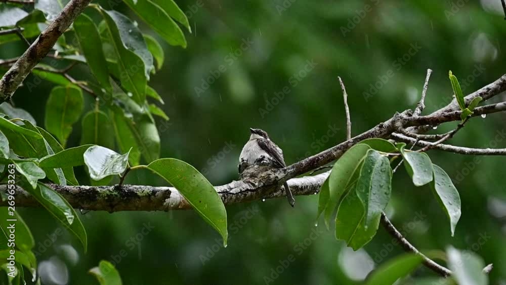 Mother bird feeding her newborn baby in nest (close up) Mother bird feeding her newborn baby in nest (close up)