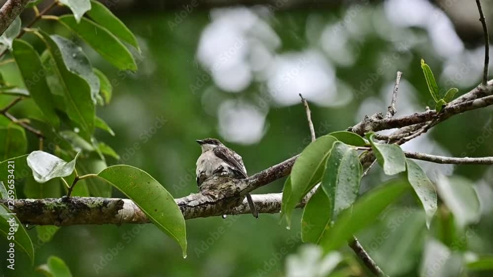Mother bird feeding her newborn baby in nest (close up) Mother bird feeding her newborn baby in nest (close up)