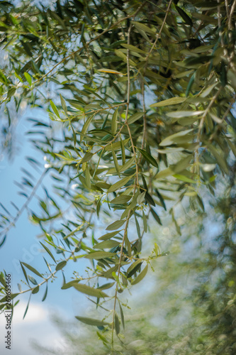 Wallpaper Mural Olive tree branches on blue sky Torontodigital.ca