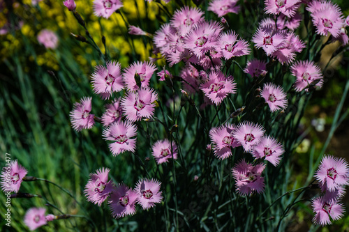 Beautiful colorful carnation