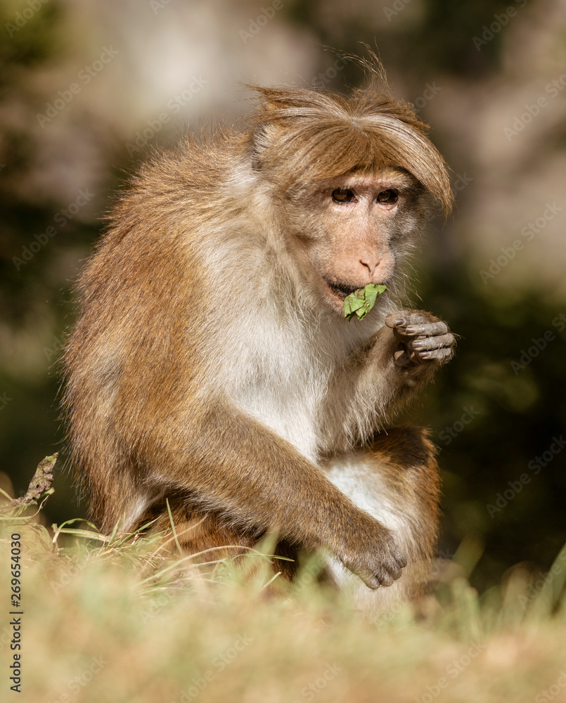 Monkey In Wild Eats Leaf For Food Source Monkey In Wild Eats Leaf For Food Source