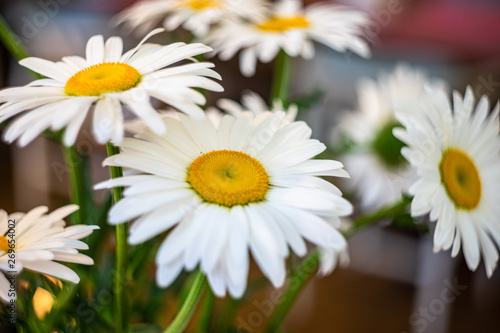 White daisy flowers