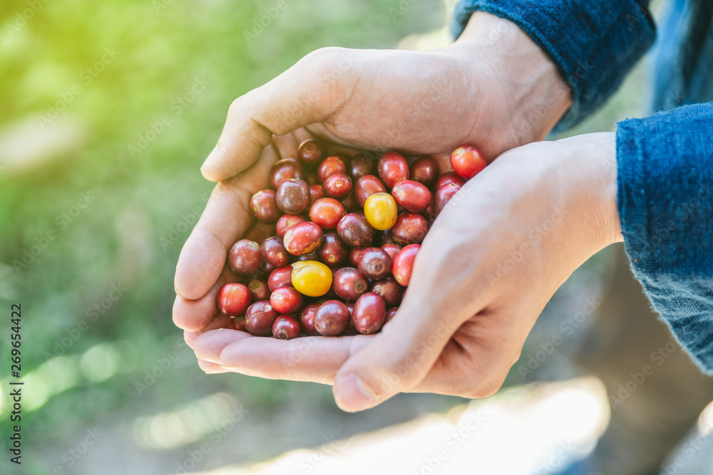Hand picked ripe red and yellow Arabica Coffee Berries in hands in the Akha village of Maejantai on the hill in Chiang Mai, Thailand. Hand picked ripe red and yellow Arabica Coffee Berries in hands in the Akha village of Maejantai on the hill in Chiang Mai, Thailand.