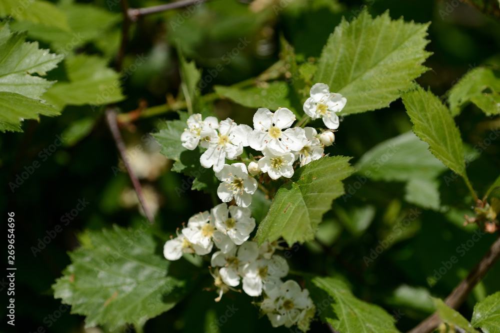 Blooming hawthorn in the forest on a sunny day close up Blooming hawthorn in the forest on a sunny day close up