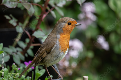 robin sitting on a branch