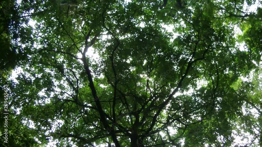 Green tree with branches and leaves,forest trees background in park.nature green in rainy season. Green tree with branches and leaves,forest trees background in park.nature green in rainy season.