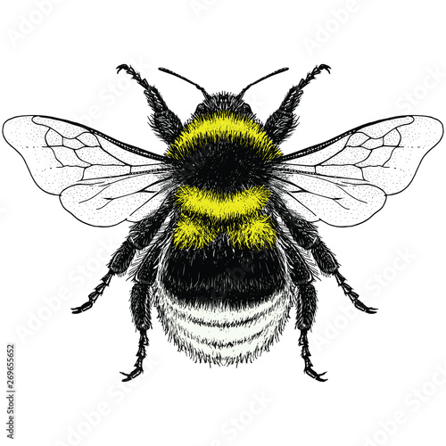 Illustration of a Garden Bumblebee (bombus hortorum)