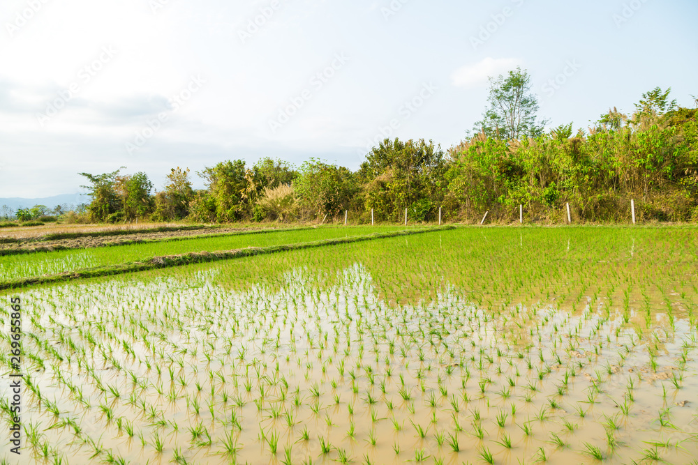 Paddy green rice plantation field