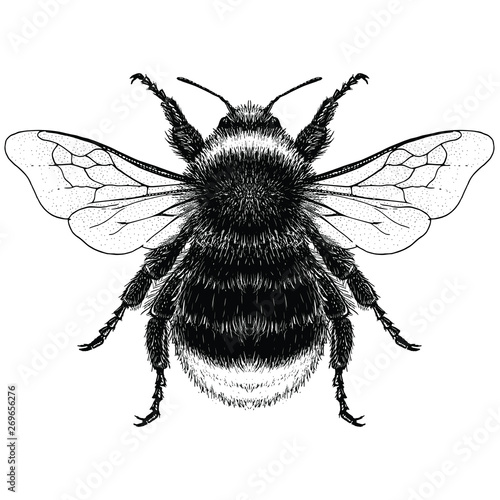Illustration of Male Red-Tailed Bumblebee