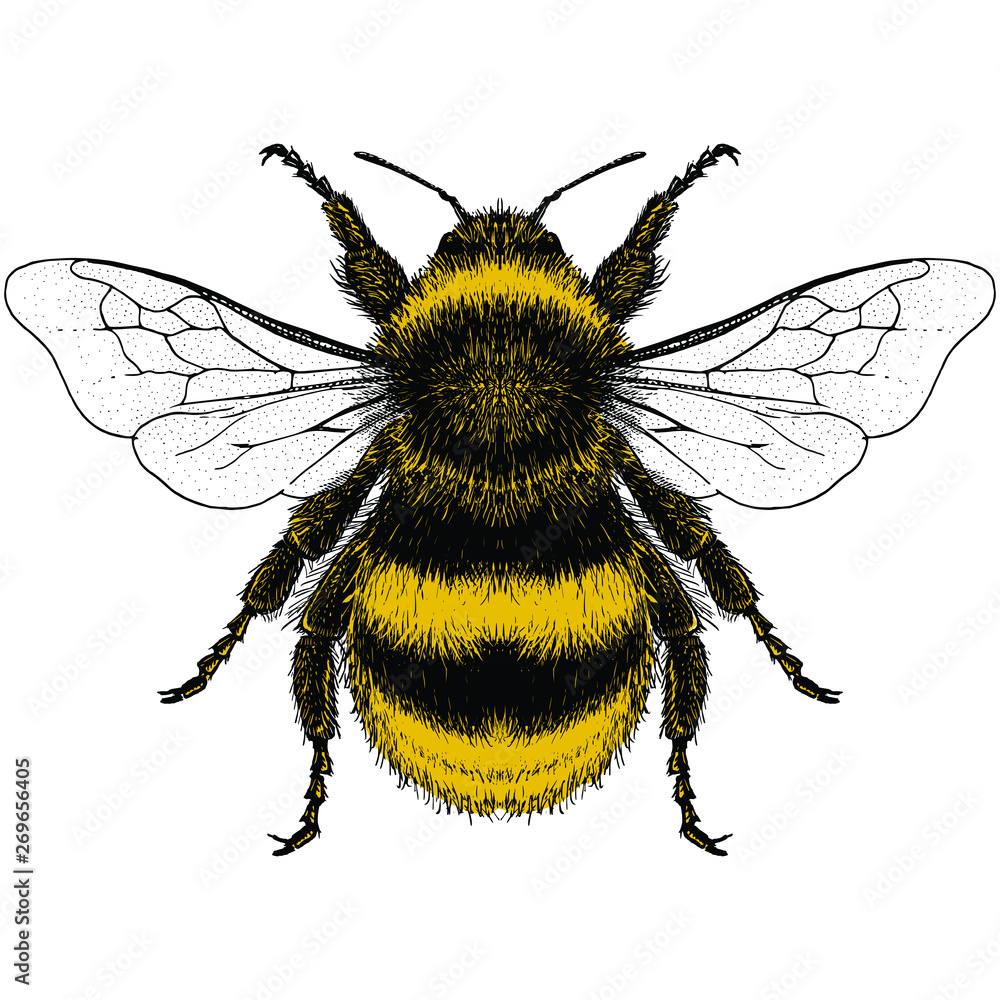 Bumblebee Illustration Stock Vector