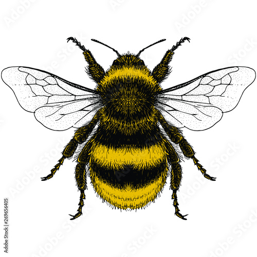 Bumblebee Illustration Fototapet
