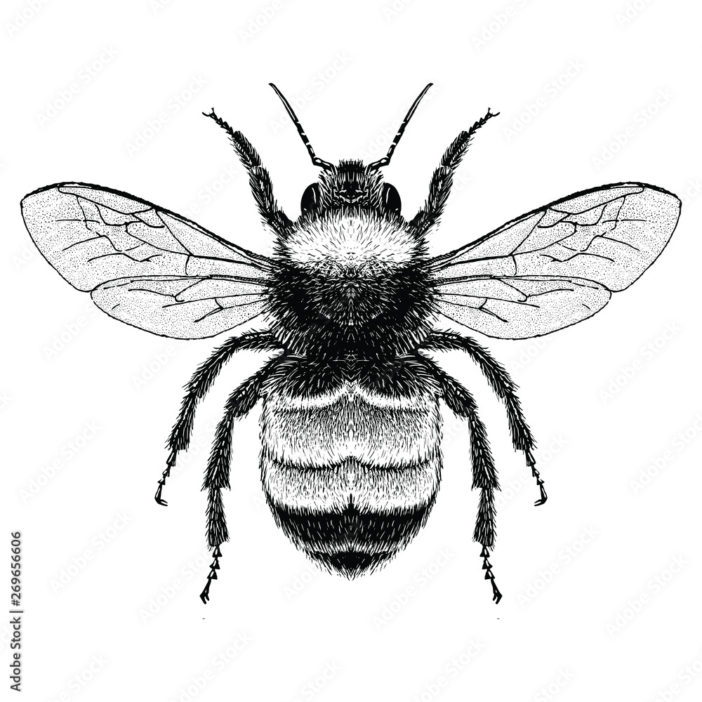 Illustration of an American Bumblebee (Bombus pensylvanicus) Illustration of an American Bumblebee (Bombus pensylvanicus)