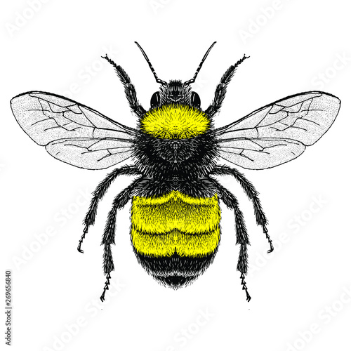Illustration of an American Bumblebee (Bombus pensylvanicus)