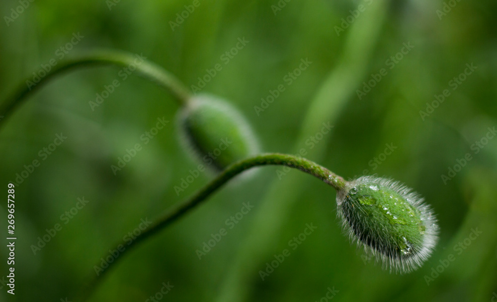 raindrops on the two poppy buds raindrops on the two poppy buds