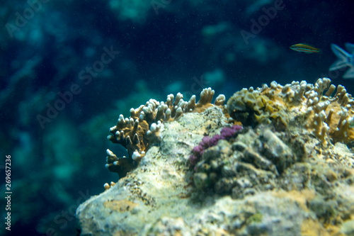 sea fish near coral, underwater