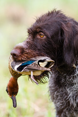 the dog keeps a downed duck in his teeth