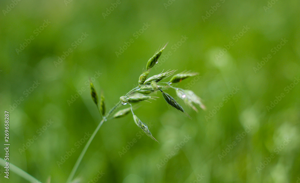 dew drops on the tall grass stalk dew drops on the tall grass stalk