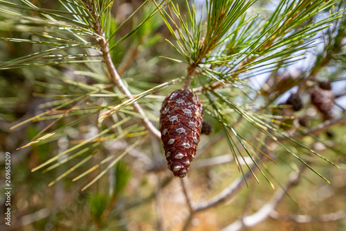 Pine cone among green needles close up on a blurred background