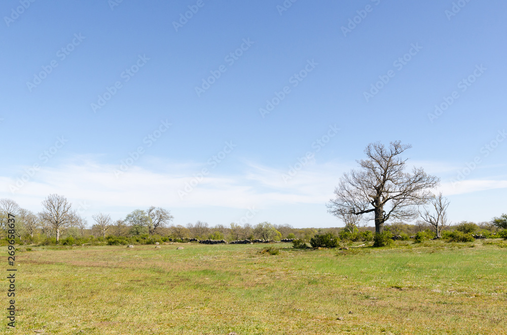 Open landscape with a big oak tree by springtime Open landscape with a big oak tree by springtime
