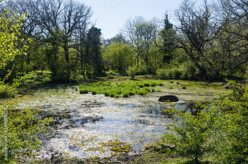 Small wetland in a forest glade by springtime