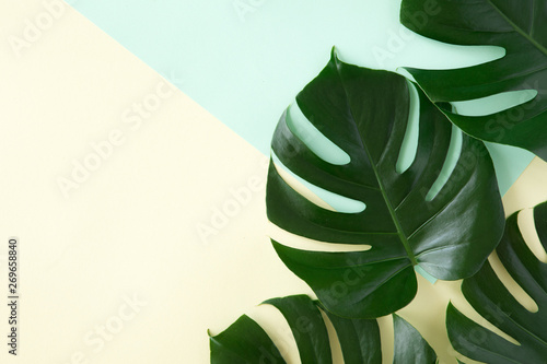 Top view of green tropical leaves on yellow and green background. Flat lay. S...