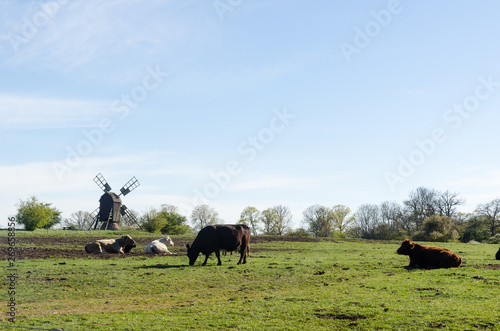 Idyllic view with grazing cattle in a green pastureland with an old windmill © olandsfokus