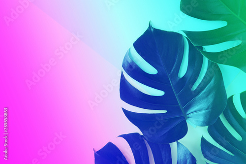 Top view of green tropical leaves on yellow and green background. Flat lay. S...