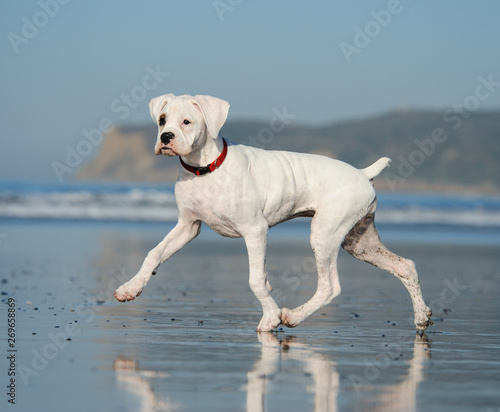 White Boxer dog playing on beach