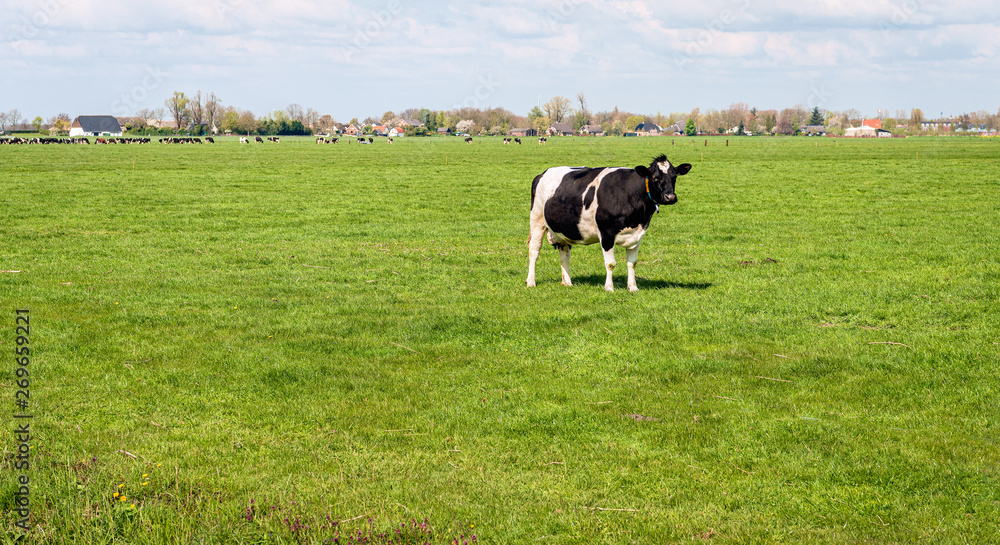 Black and white cow stands in a Dutch pasture and looks at the photographer from a distance. The photo was taken in springtime near the village of Almkerk, North Brabant. Black and white cow stands in a Dutch pasture and looks at the photographer from a distance. The photo was taken in springtime near the village of Almkerk, North Brabant.
