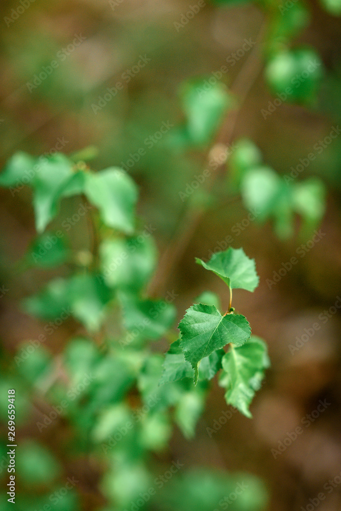 Young branches of a birch in forest Young branches of a birch in forest