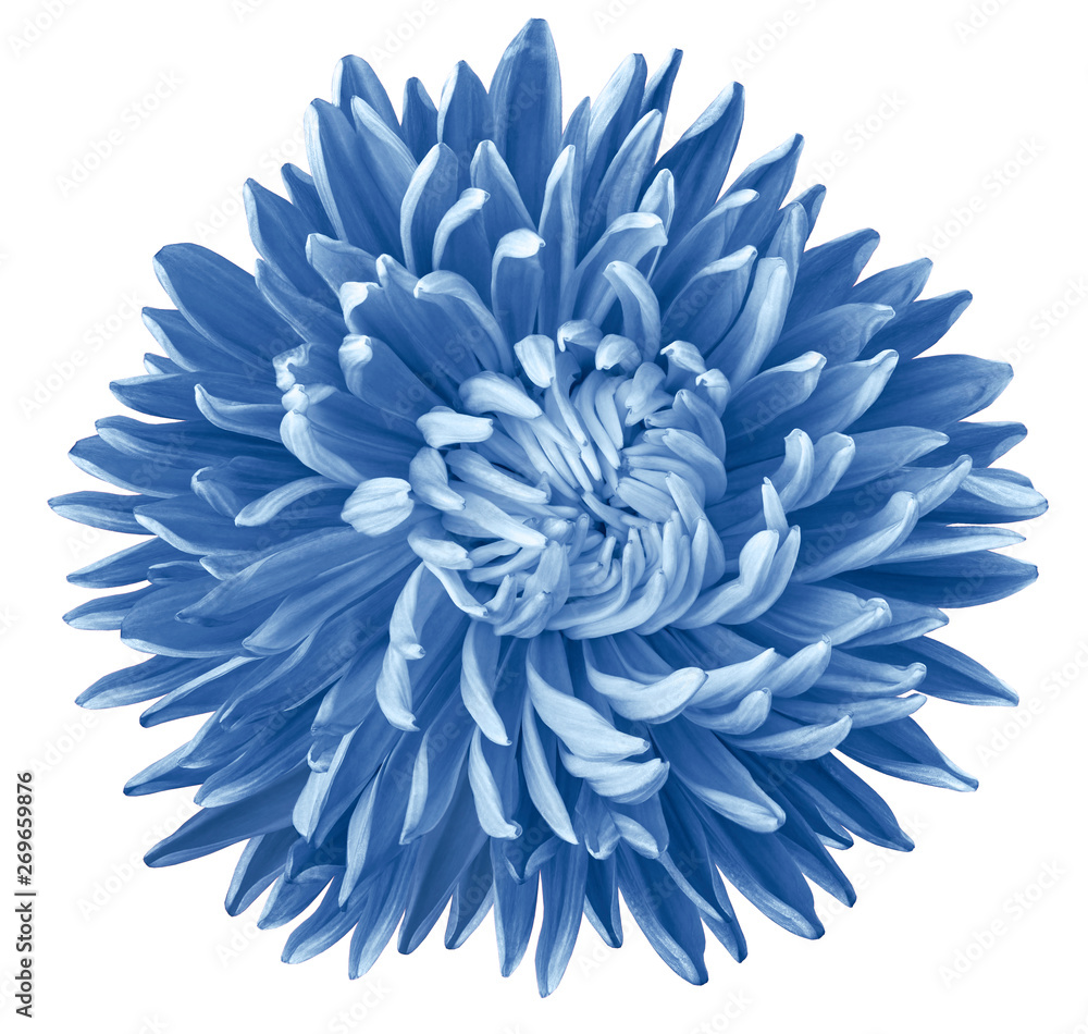 light blue aster flower, white isolated background with clipping path. Nature. Closeup no shadows.