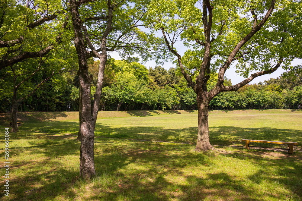 Green trees and lawn in the park ,Shikoku,Japan Green trees and lawn in the park ,Shikoku,Japan