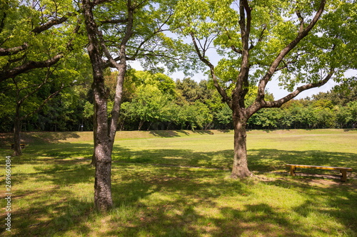 Green trees and lawn in the park  Shikoku Japan