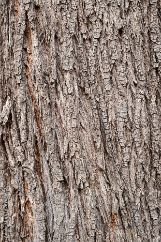 Old wood tree bark texture background © lenny