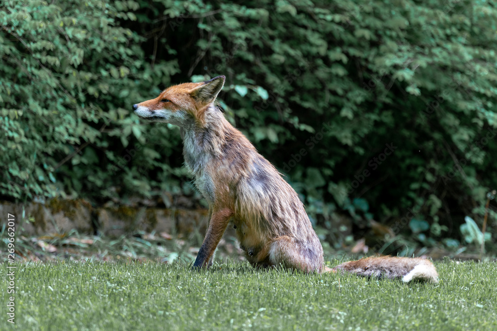 Obraz premium Weiblicher Rotfuchs auf einer Wiese im Park