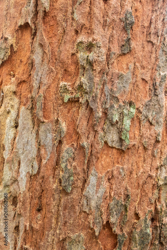 Old wood tree bark texture background